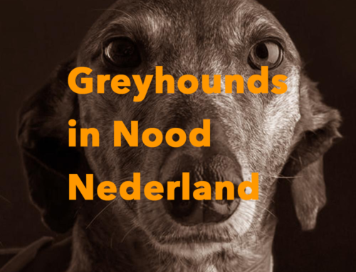 Greyhounds in Nood (GINN)